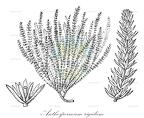 Anthospermum rigidum