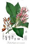 Ladenbergia muzonensis