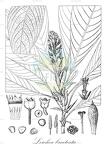 Lerchea bracteata