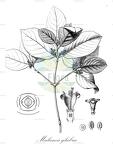 Malanea glabra