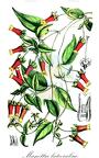 Manettia luteorubra
