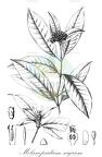 Melanopsidium nigrum