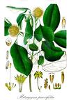 Mitragyna parvifolia