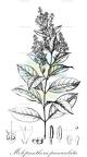 Molopanthera paniculata