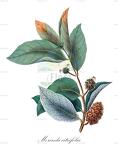 Morinda citrifolia
