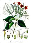 Mussaenda frondosa