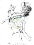 Myrmephytum selebicum