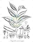 Nargedia macrocarpa