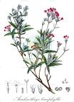 Arachnothryx leucophylla
