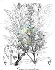 Otomeria madiensis
