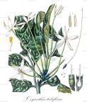 Oxyanthus tubiflorus