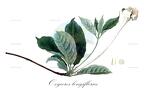 Oxyceros longiflorus