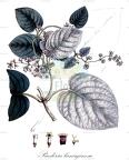 Paederia lanuginosa