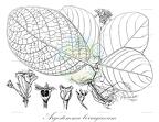 Argostemma borragineum