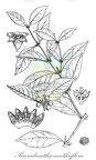 Pauridiantha canthiiflora