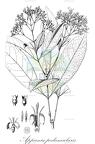 Appunia peduncularis