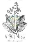 Schizocalyx cuspidatus