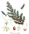 Coprosma nitida