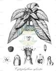 Coptophyllum sylvestre
