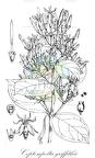 Coptosapelta griffithii