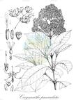 Corynanthe paniculata