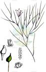 Ruppia maritima
