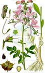 Dictamnus albus