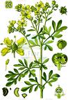 Ruta graveolens