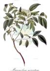 Micromelum minutum