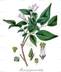 Murraya paniculata