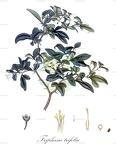 Triphasia trifolia