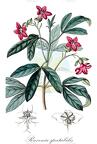 Ravenia spectabilis