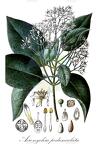 Acronychia pedunculata