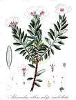Adenandra villosa subsp. umbellata