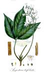 Angostura trifoliata