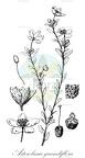 Asterolasia grandiflora