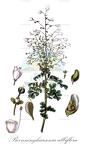 Boenninghausenia albiflora
