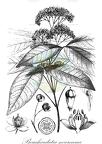 Bouchardatia neurococca