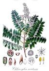 Chloroxylon swietenia