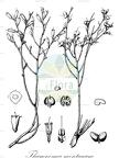 Thamnosma montanum