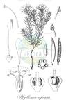 Phyllosma capensis