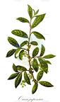 Orixa japonica