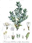 Leionema bilobum subsp. truncatum