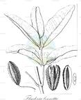 Flindersia bennettii
