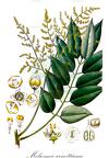 Meliosma arnottiana