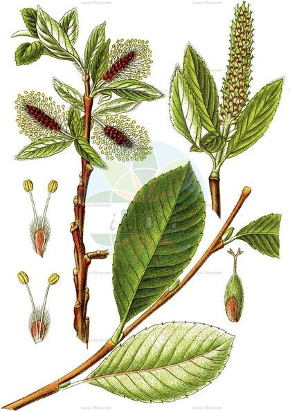 Salix glabra