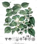 Prockia crucis