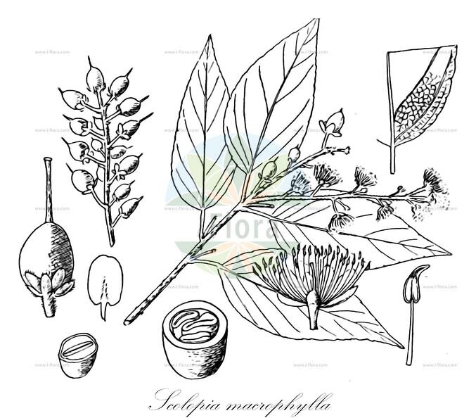 Scolopia macrophylla
