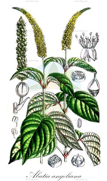 Abatia angeliana
