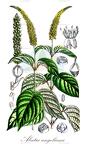 Abatia angeliana